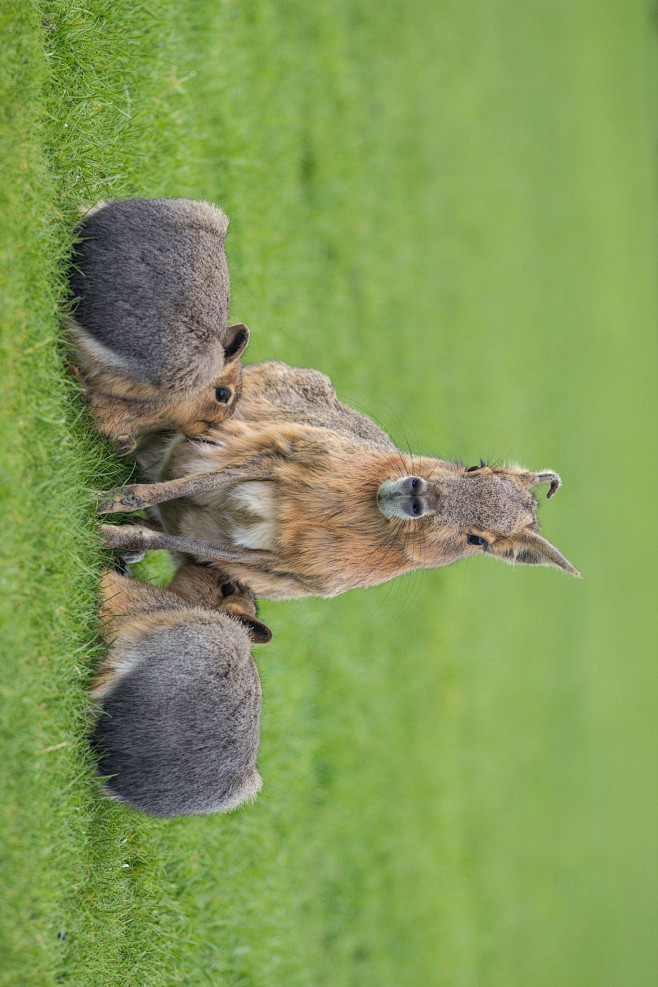 啮齿目豚鼠科长耳豚鼠属兔豚鼠