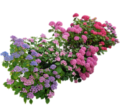 铅笔和橡皮才最搭采集到八仙花