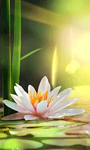 阳光睡莲 动态壁纸 GIF 