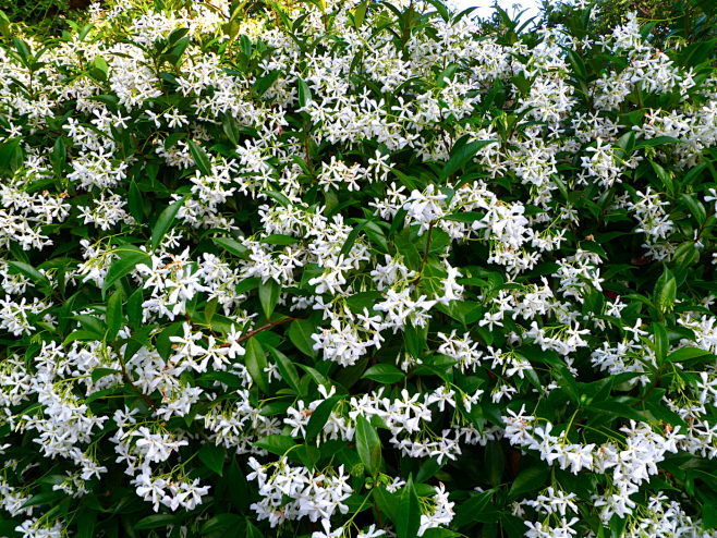 Trachelospermum Jasminoides Star Jasmine