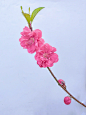 绘画素材：桃花 - 小红书