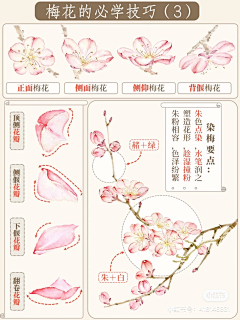 彼岸花开-采集到植物画法