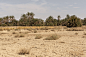 Desert Palm Grove (88)
