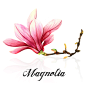 Botanical illustration - Magnolia : Botanical illustration