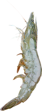 白虾
