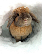雪地里面钻出来一个小兔兔！
