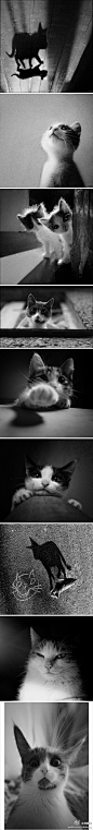 堆糖网：#堆糖萌物公社#俄罗斯摄影师Yoyk拍摄的猫咪的世界，其作品几乎全是黑白摄影的猫，他镜头下的猫背后都好像有很多故事，看起来有点悲伤。来自糖友微笑堇堇的收集 >>>> http://t.cn/zOyZsQp