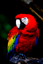 【640*960手机壁纸】【动物】鹦鹉 - Parrot