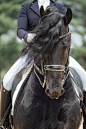 Dressage Braids : Linnae. 16. Sophomore in high school. I live in the USA. Maine to be exact. Proud Equestrian. I've...