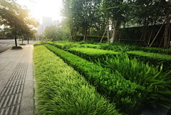 丑岛君ya采集到石菖蒲