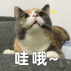 猫咪 怂 表情包04