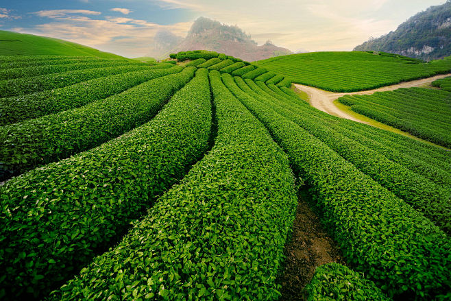 Tea Hills Farms by N...
