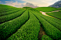 Tea Hills Farms by Nguyen Cuong on 500px