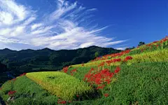 唯美花海天空桌面高清壁纸桌面壁纸3