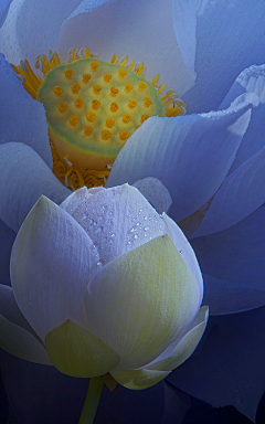 竹青闻采集到花