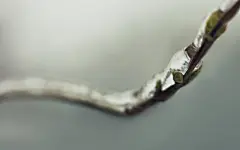 春天里树梢上的嫩芽高清壁纸桌面壁纸2