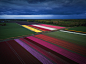 Flower Carpets : Flower Carpets : Dutch Tulips Photographed From The Sky.