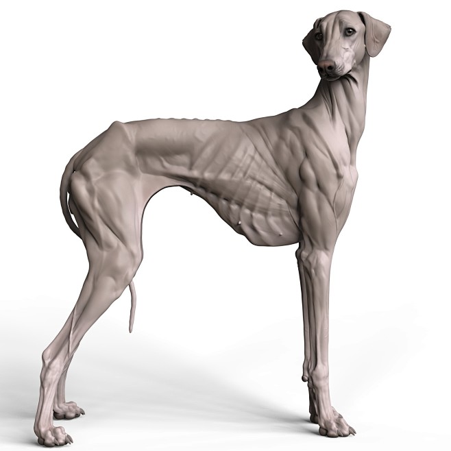 The Azawak greyhound