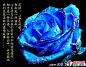 百度图片搜索_蓝色妖姬的搜索结果