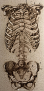 艺用人体解剖图例分享
.
胸腔、脊椎、骨盆与胸腹背肩肌肉
.
画素描人物速写必备素材
.
源于网络