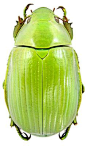 Chrysina_costata.jpg 588×1,000 pixels