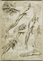 “Leonardo da Vinci sketch”的图片搜索结果