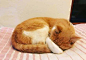 蜷缩猫_百度图片搜索