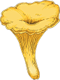 手绘秋季森林植物树叶蘑菇菌类蜗牛卡通免扣PNG图案 AI矢量素材 (1)