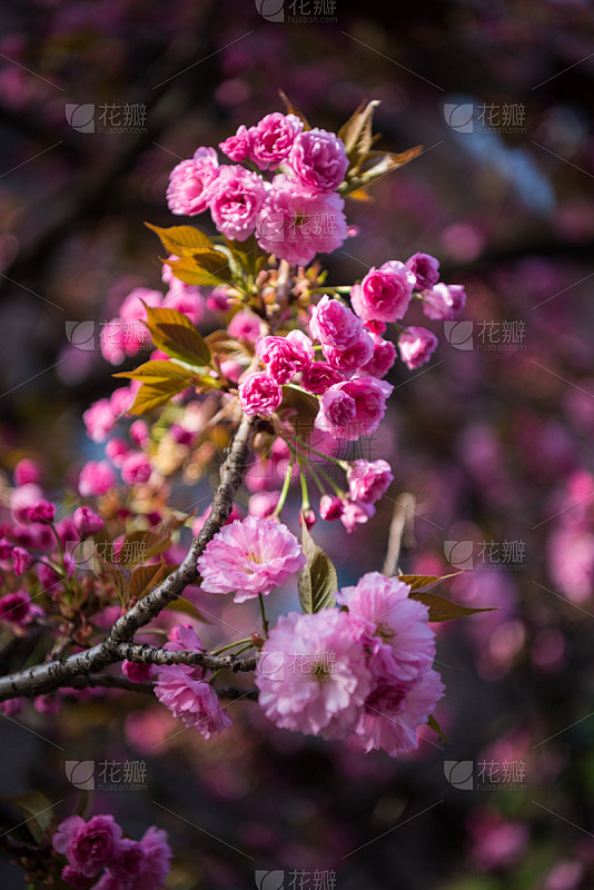 樱桃,日本,樱之花,粉色,花朵,垂直画幅...