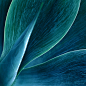 Agave Abstract 7 by ~joannakossak on deviantART