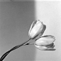 Robert Mapplethorpe