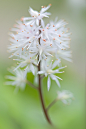 Photograph Little Foam Flower by Jacky Parker on 500px