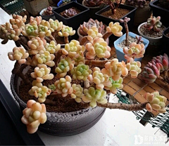 落瑛繽紛采集到多肉植物欣赏1(一)