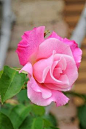 Roses 2 by jordi51 - Favorite Photoz