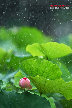 蓝海夜色采集到莲