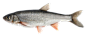 PNG动物素材鱼