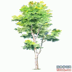 [手绘图展]最全100-1张精美园林植物水彩效果图（拉丁名+种名） - 手绘表现 - 园林学习网