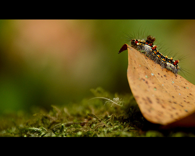 Photograph Wild Cate...