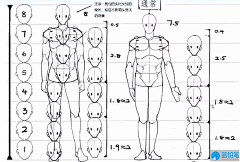 风瞿采集到人体·结构