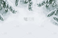 冰雪覆盖的树木。白松分支。