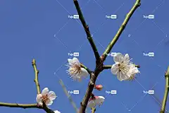 花朵 美丽的花朵 梅花 春天 季节性 花壁纸 盛开 开花 李子树