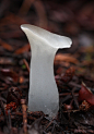 these look like one of the little edible mushrooms we have here in the PNW, the hubby would know for sure.