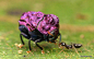#睡前图# 很迷的紫色甲虫，只有几毫米长，这个样子应该是拟态毛虫之类的粪便，但是这样闪耀的紫色又是做什么呢？
叶甲科隐头叶甲亚科，Chlamisus属或Fulcidax属。 ​​​​