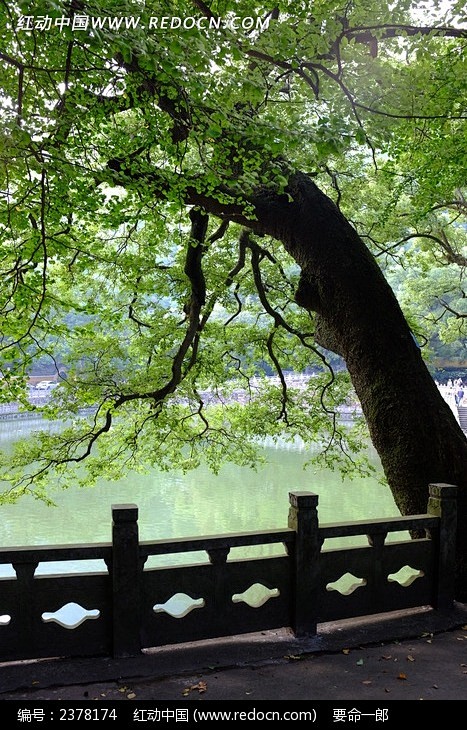 [天童寺老树]