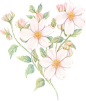 水彩植物花卉素材-花