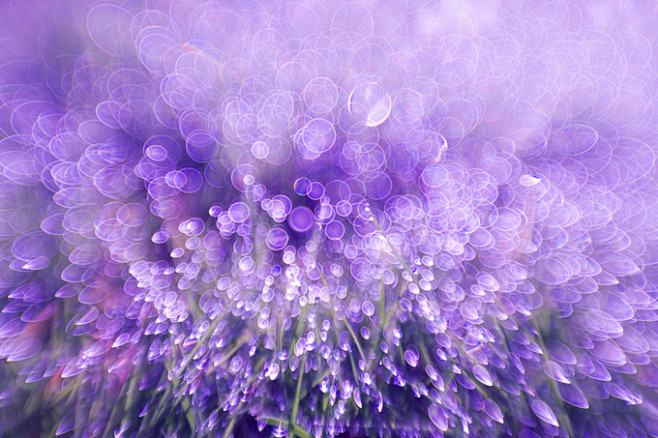 抽象紫色花卉背景高清图片