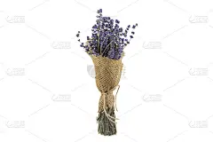 白色背景上有一束干薰衣草