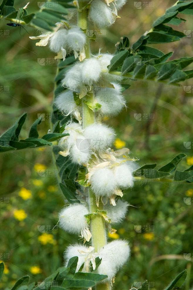 黄芪。黄芪。山羊的刺。藤本状。黄芪筛-花瓣网