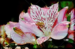 开花 自然 水滴 花 花壁纸 花卉背景 美丽的花朵 水 春天