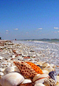 西澳大利亚丹汉姆 (Denham) 45公里处，贝壳堆积如山，蔓延整整110公里，世界最迷人的贝壳海滩之一就在这里，游客可以同时享受美丽的景色和挑选贝壳的乐趣。另一处贝壳海滩位于加勒比海的圣巴特斯岛，那里的贝壳种类繁多，色彩鲜艳。